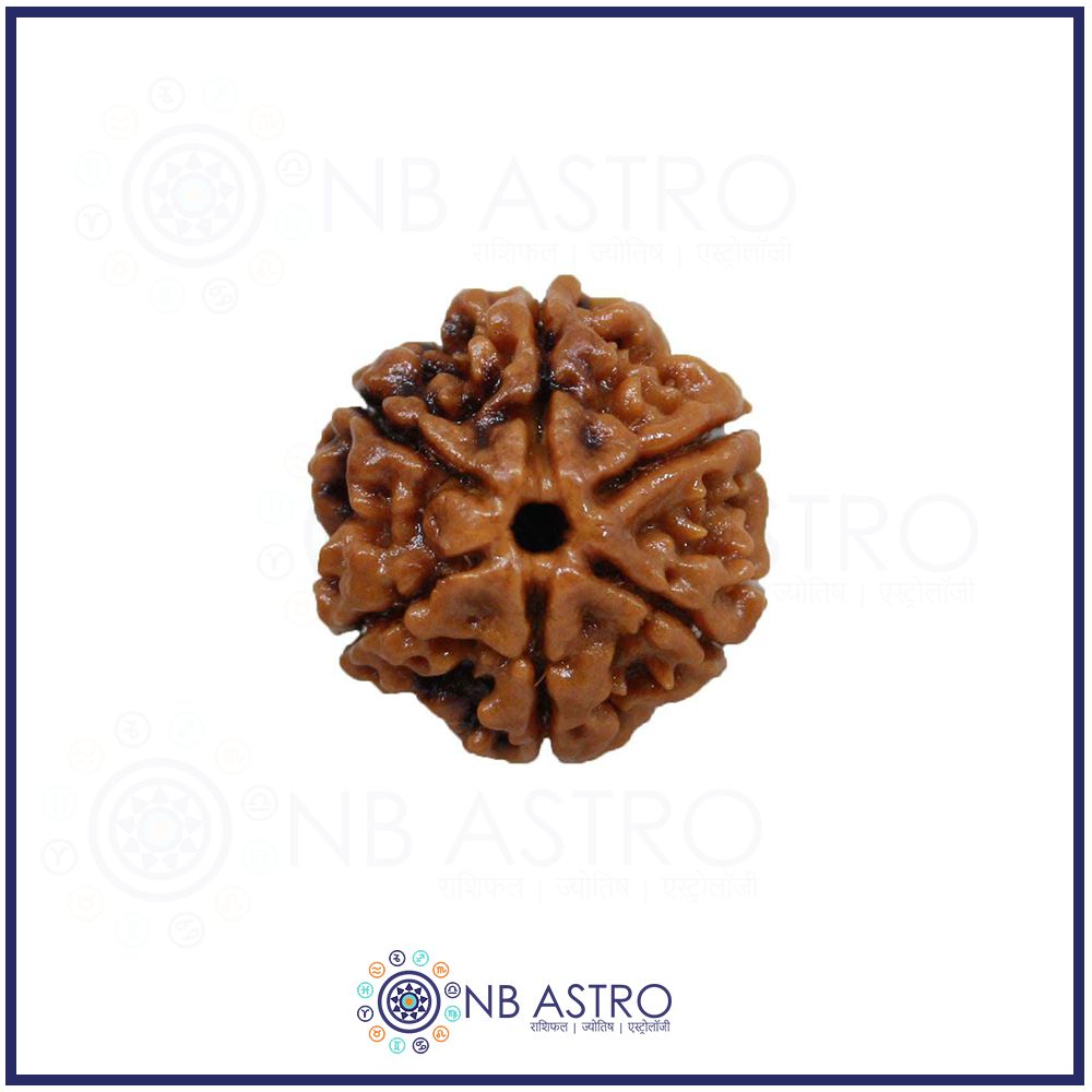 Chh Mukhi Rudraksha